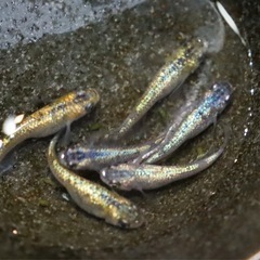 高級メダカランダム　若魚サイズ5匹の画像