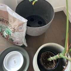 植物（モンステラ）&鉢、受け皿、ミストスプレーセットの画像