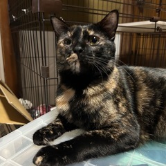 甘えん坊なサビ猫　1歳　ひじきちゃん❤️