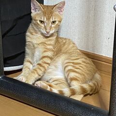 たま　茶トラ♂　推定5月生まれ - 立川市