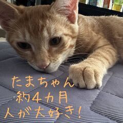 たま　茶トラ♂　推定5月生まれ