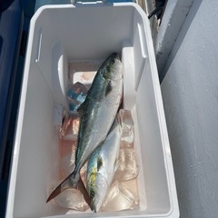 船釣り仲間募集🎣