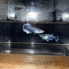 幻想メダカ‼️ 有精卵10個＋α 3000円‼️の画像