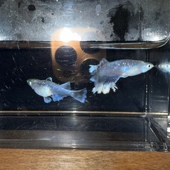 幻想メダカ‼️ 有精卵10個＋α 3000円‼️の画像
