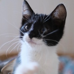 【おこわ】積極的・白黒・女の子