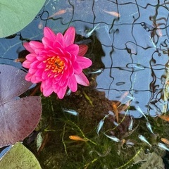終了しました。睡蓮のみか睡蓮とメダカの抱き合わせの画像