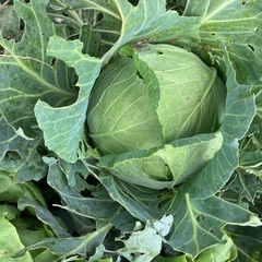 自然栽培キャベツ3玉の画像