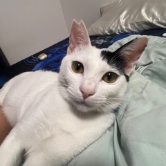 甘えん坊好きな方♡白黒男の子♡