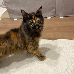サビ猫　♀