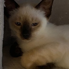生後3ヶ月ぐらいの子猫【シオン】