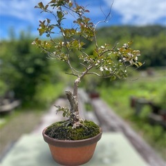 祖父👴の盆栽、受け継いでください🙇‍♀️✨大品サイズの百日紅　盆栽🪴の画像