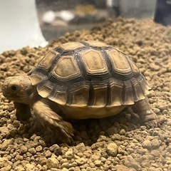 リクガメ好きと繋がりたい