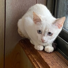 生後3ヶ月ぐらいの子猫【琴】
