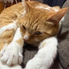 つくし(メス)