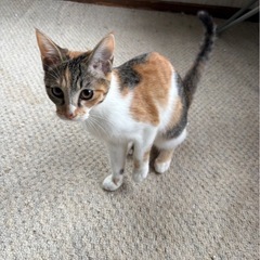 5ヶ月の子猫 里親募集