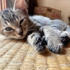 約生後3ヶ月位のオスの子猫 飼い主不在確認済み