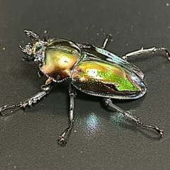 クワガタセットの画像