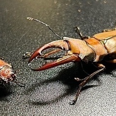 クワガタセットの画像