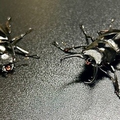 クワガタセットの画像