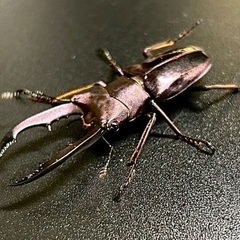 クワガタセットの画像