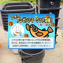 明日（13日）です！メダカ販売&ダブルプレゼント企画同時開催！の画像