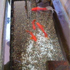 金魚の画像