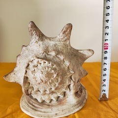 トウカムリガイ 置物 インテリア 天然 貝殻 唐冠貝の画像