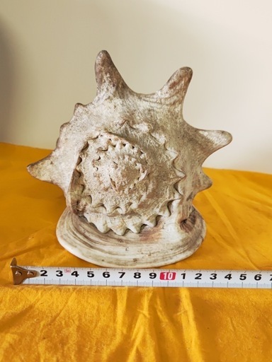 販売 トウカムリガイ 置物 インテリア 天然 貝殻 唐冠貝