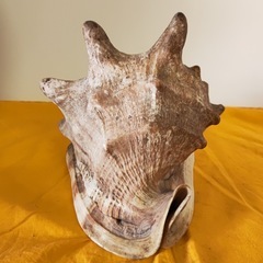 トウカムリガイ 置物 インテリア 天然 貝殻 唐冠貝の画像