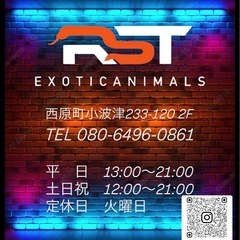 アジアンフォレストスコーピオン🦂　生後３ヶ月ベビーの画像