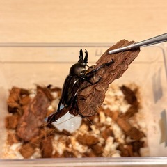 ④ニジイロクワガタ　紫紺　♂単体の画像