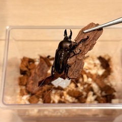 ④ニジイロクワガタ　紫紺　♂単体の画像