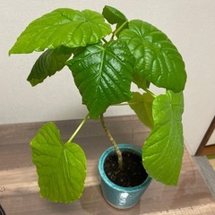 ウンベラータの画像