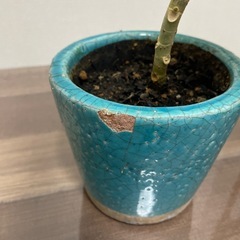 ウンベラータの画像