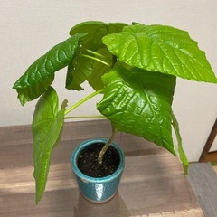 ウンベラータの画像