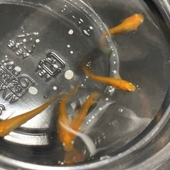 メダカ無人販売
の画像
