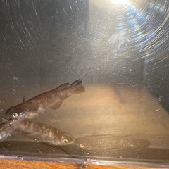メダカ無人販売
の画像