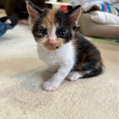 三毛猫