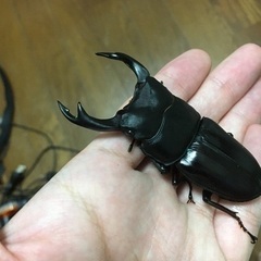 貴重なオオクワガタの初令幼虫の画像