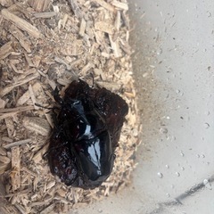 タランドゥスオオツヤクワガタ♂の画像