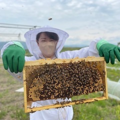 養蜂　西洋蜜蜂　種蜂の画像