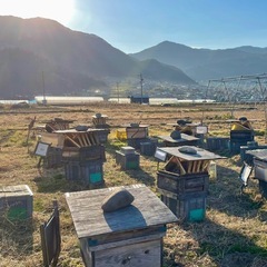 養蜂　西洋蜜蜂　種蜂の画像