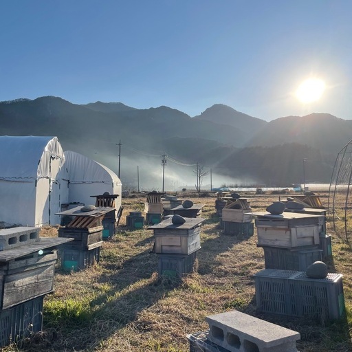 西洋蜜蜂　種蜂（予約） 養蜂スターターキット&サポート付