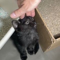 黒色の可愛い子猫を保護しました！