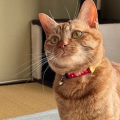 新しい家族を探しております