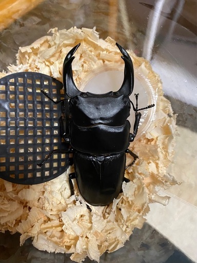 能勢SR血統 オオクワガタ 86.6×55.6・54.0 即ブリ トリオ