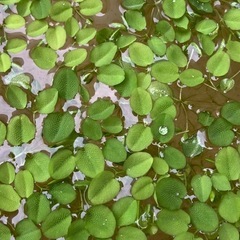 【大盛】ビオトープ水草浮草サンシヨウモの画像