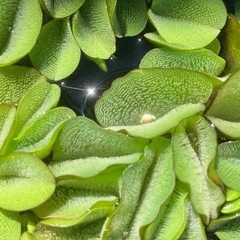 【大盛】ビオトープ水草浮草サンシヨウモの画像