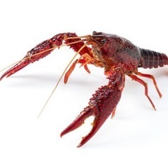 一緒にザリガニ釣りしてくれる人〜🦞