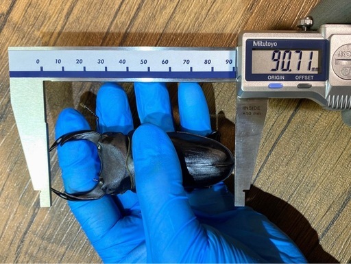 能勢SR血統 オオクワガタ 86.6×55.6・54.0 即ブリ トリオ